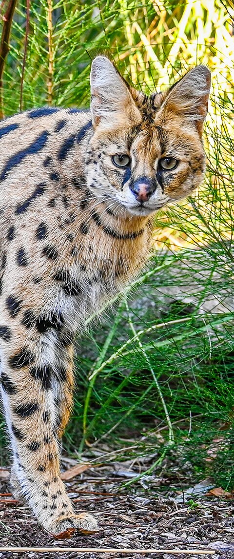 serval