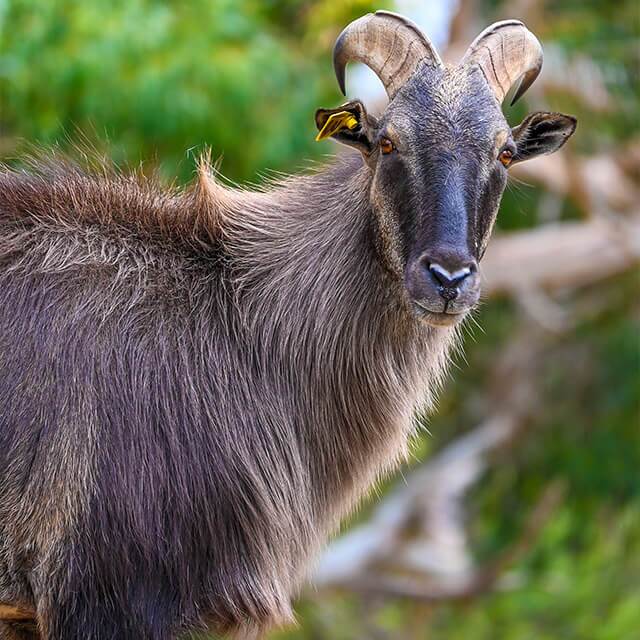 tahr-(1)