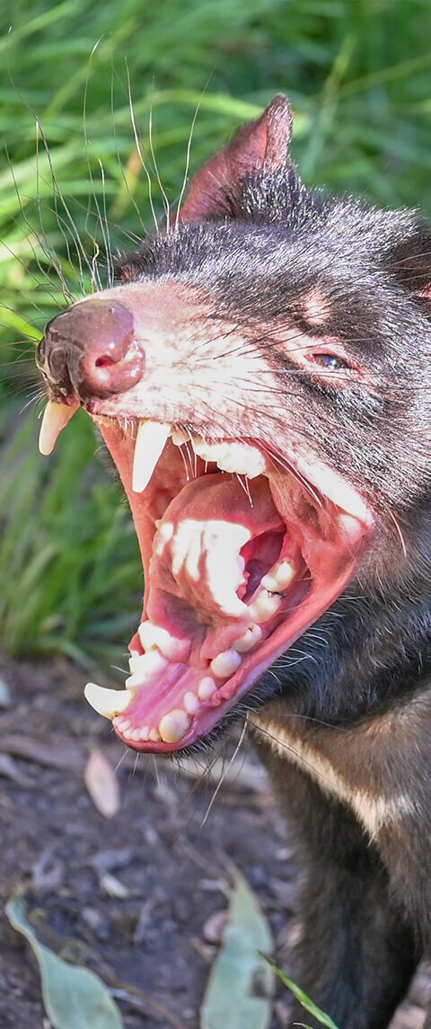 tassie-devil