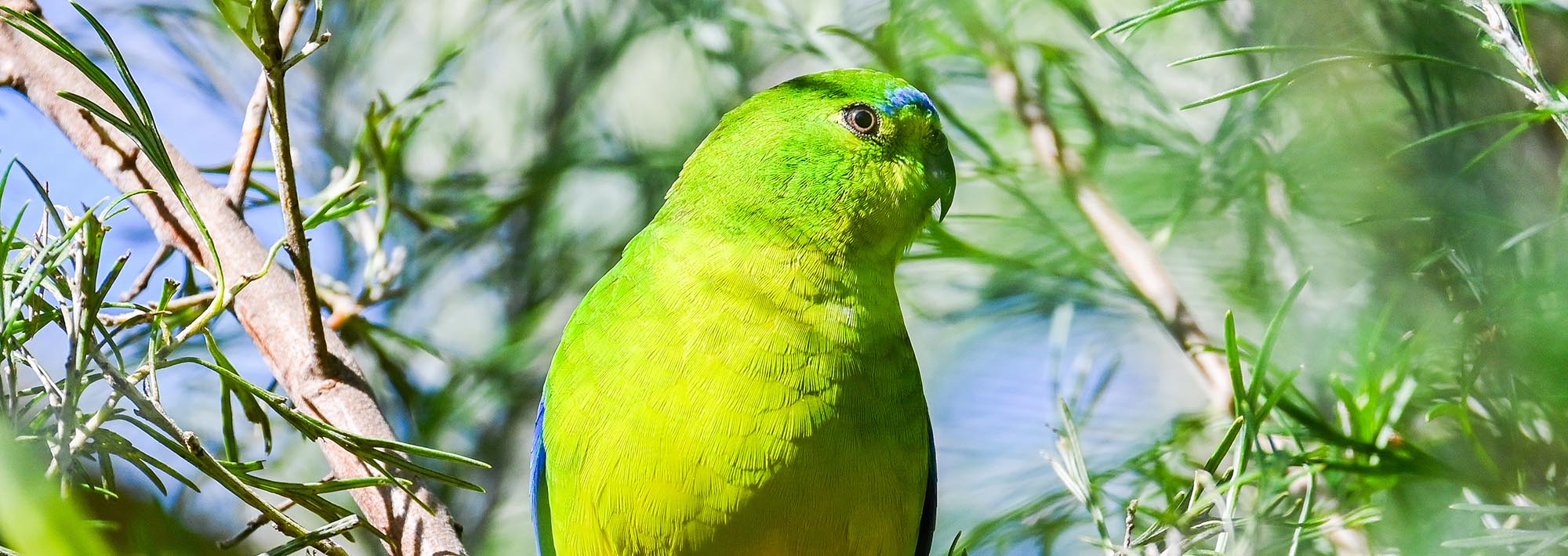 OBP australian conservation programs at halls gap zoo