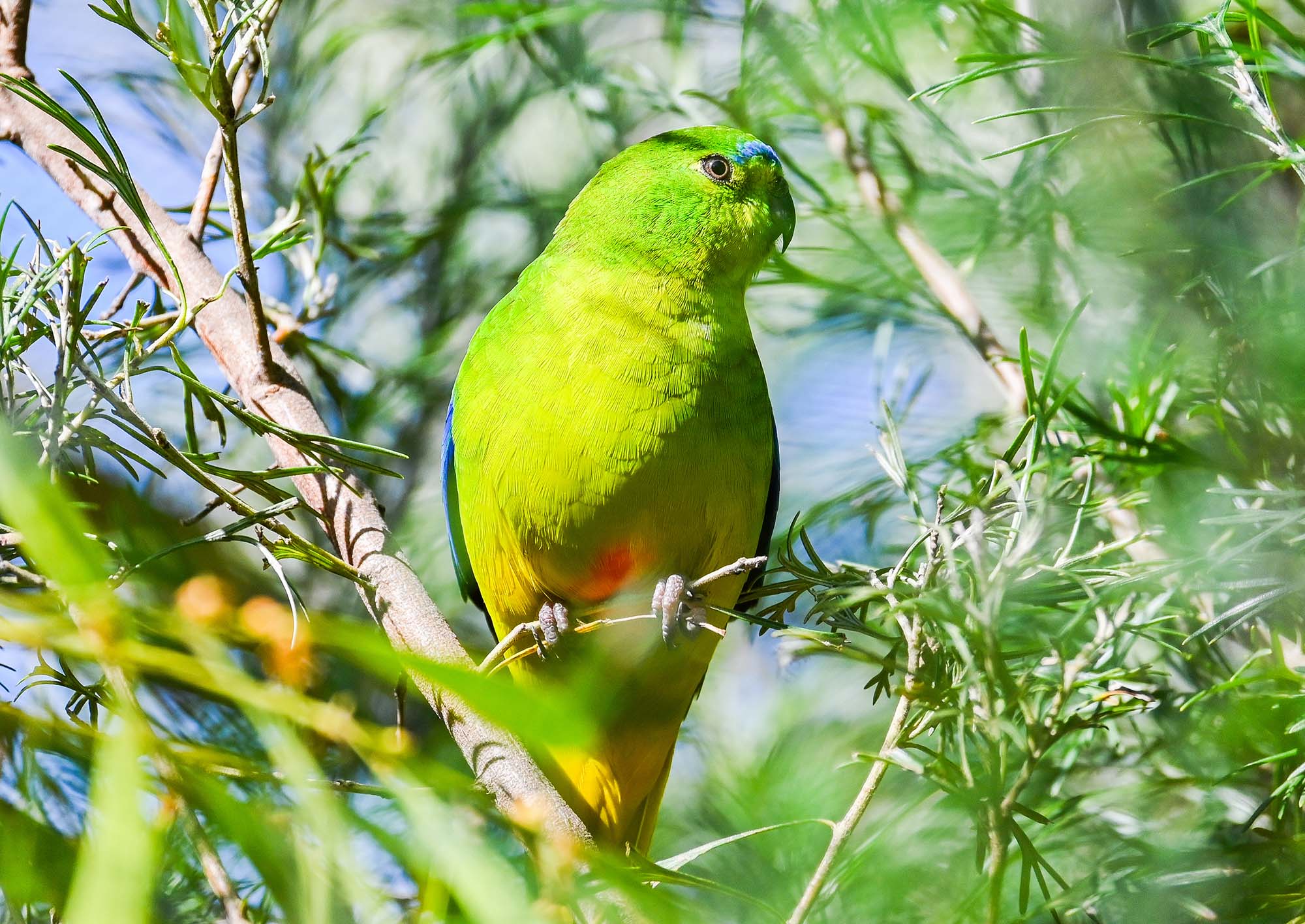 OBP australian conservation programs at halls gap zoo