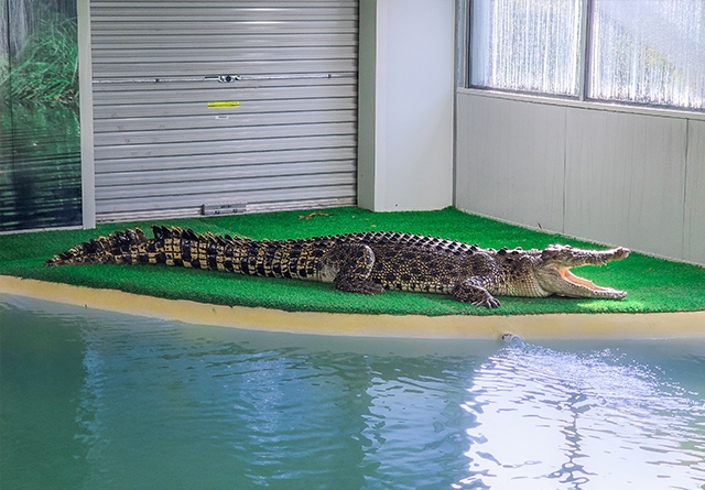 landscape-crocodile