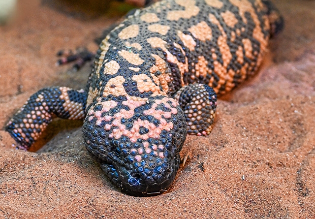 landscape-gilamonster