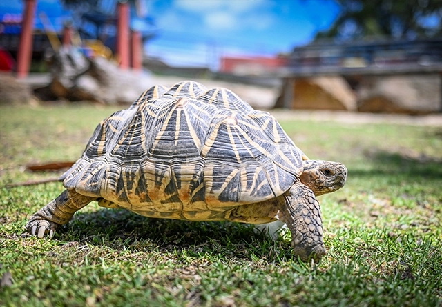 landscape-tortoise