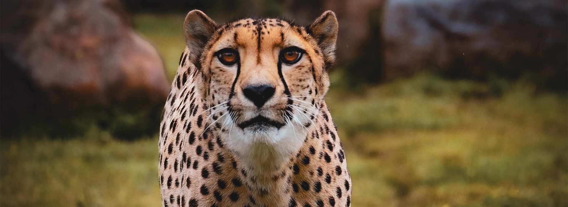 banner-cheetah