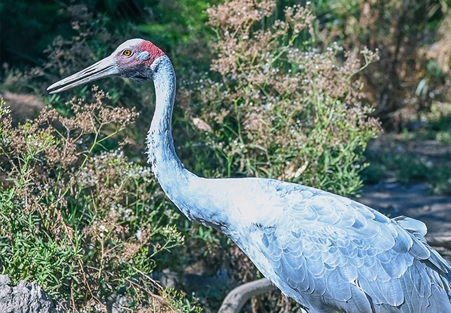 landscape-brolga