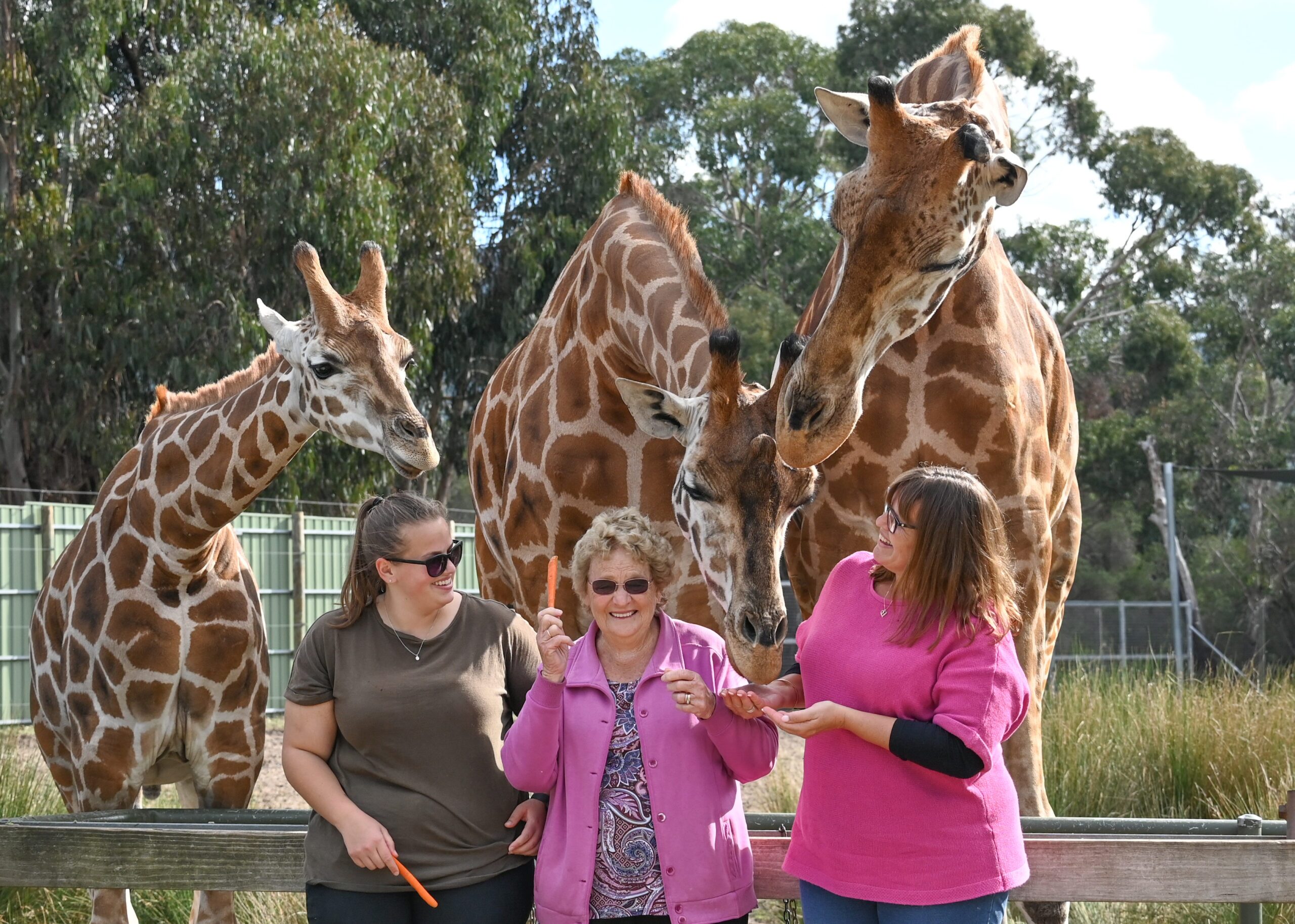 Giraffe Encounter