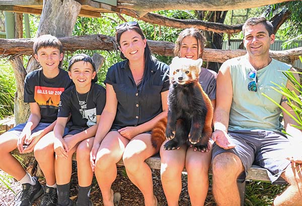 red-panda-encounter-at-halls-gap-zoo2