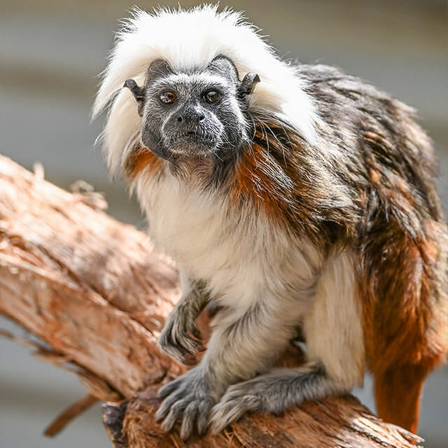 Cotton-top-tamarin-2