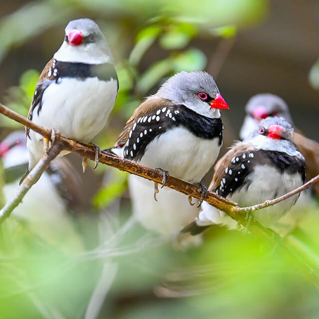 Diamond-firetail-2