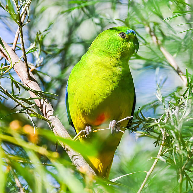 OBP