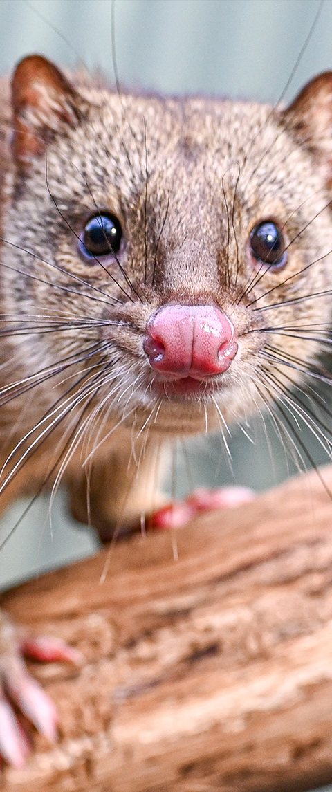 Quoll