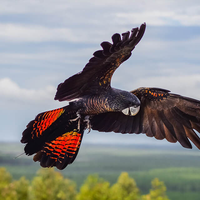 Red-tailed-black-cockatoo-3