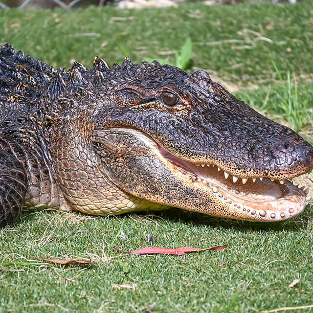 alligator