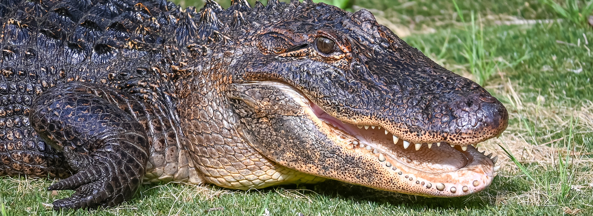 banner-aligator