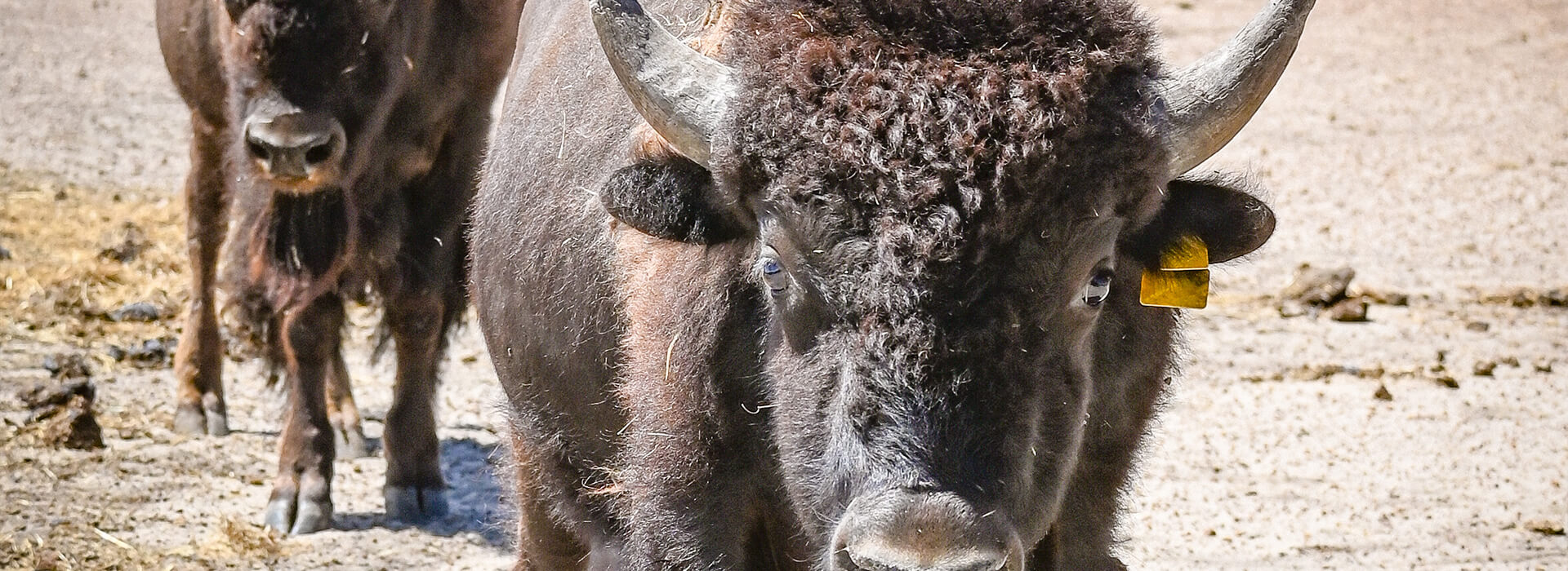 banner-bison