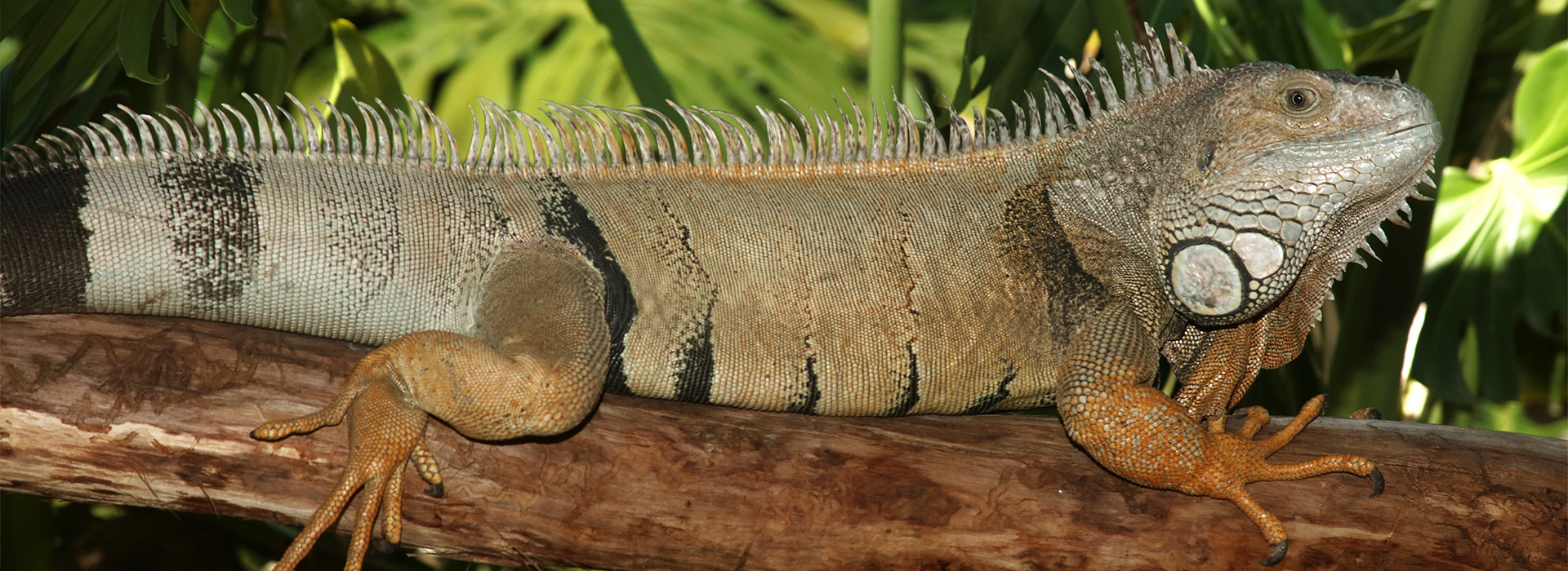 banner-greeniguana