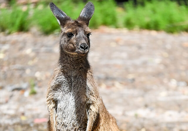 kangaroo