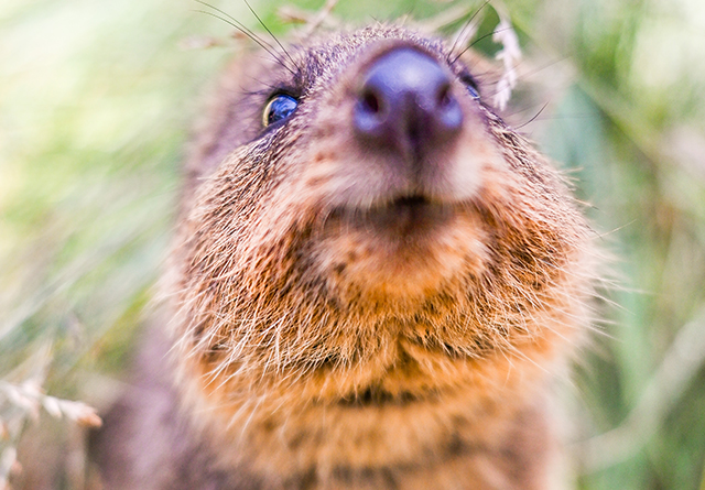 quokka