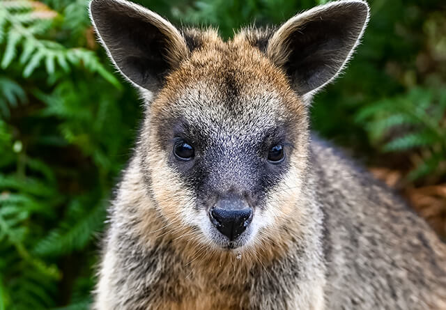 landscape-swampwallaby