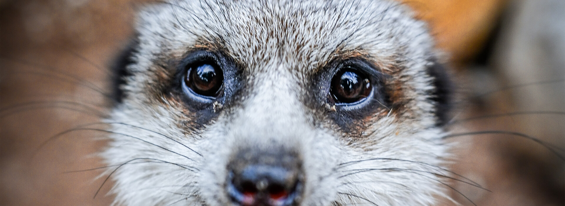 meercat-banner