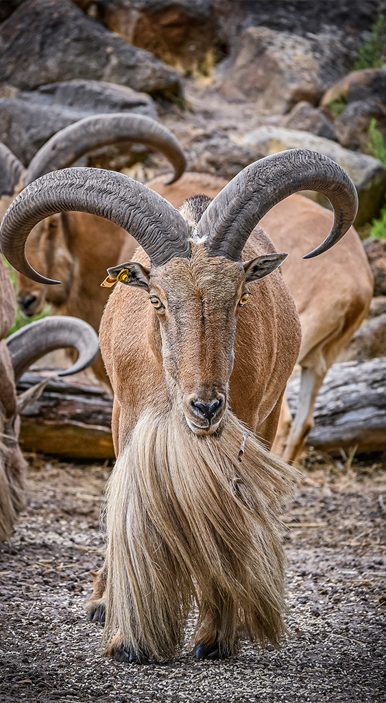 portrait-Barbarysheep