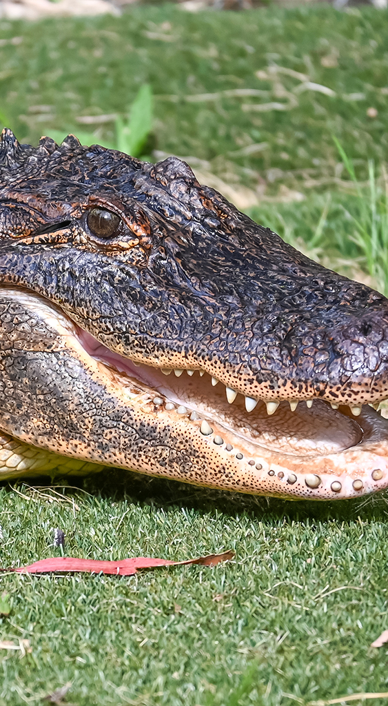 portrait-aligator