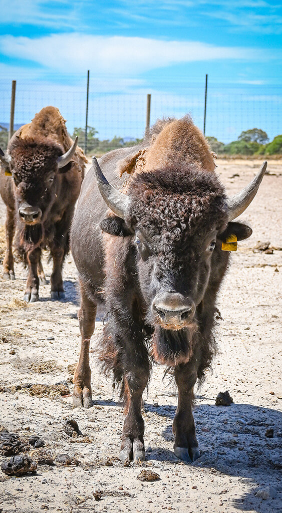 portrait-bison