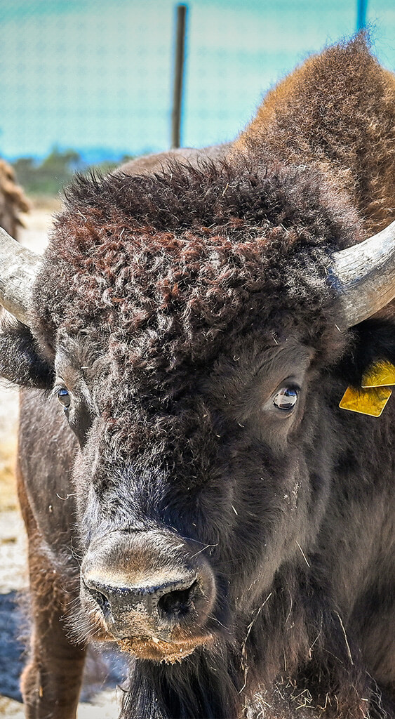 portrait-bison2