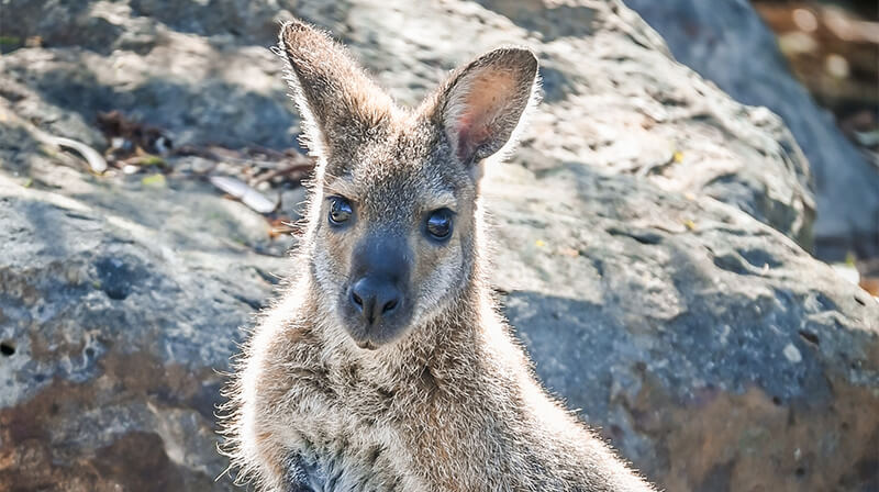 red-kneck-wallaby