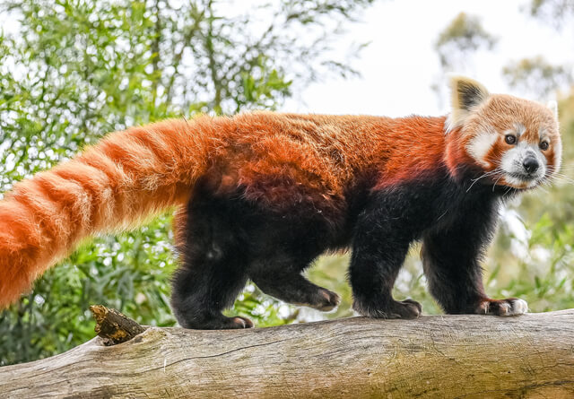 redpanda-landscape