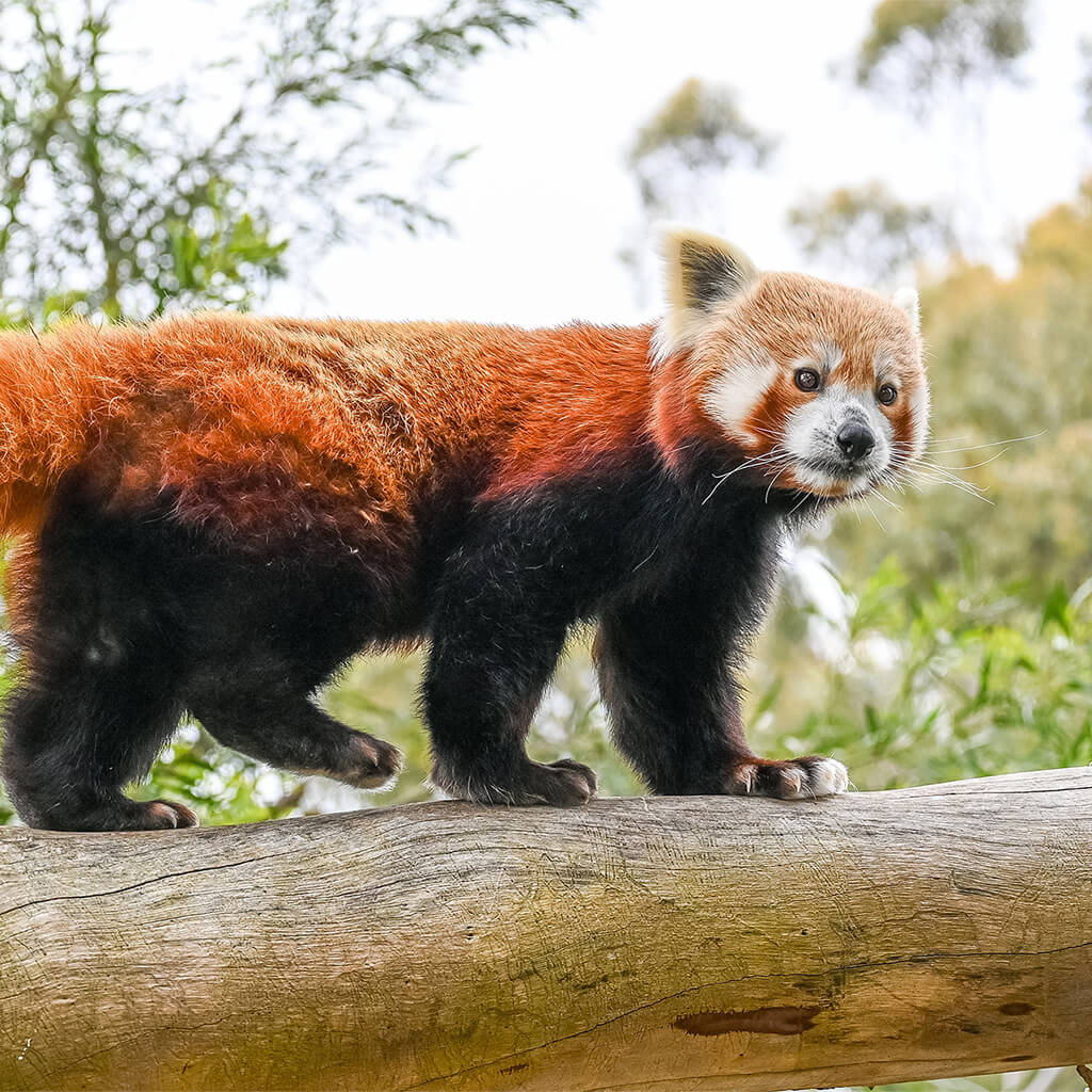 redpanda-square