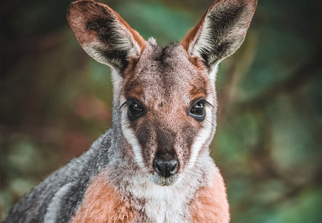 wallaby-landspace