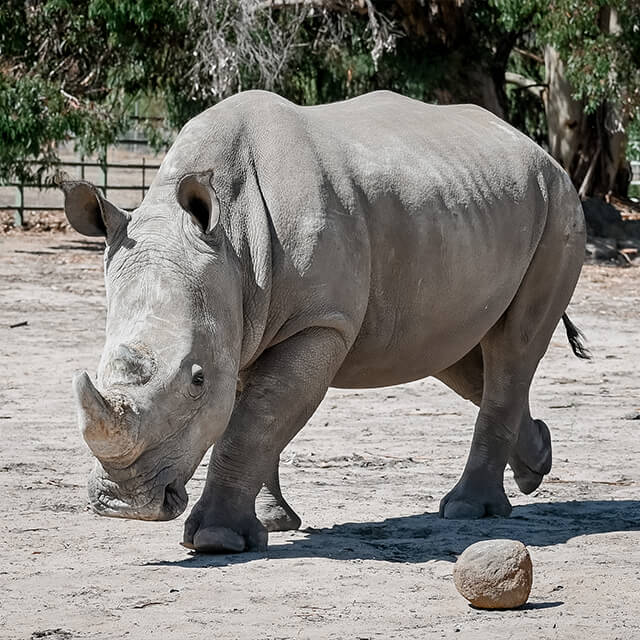 white-rhino