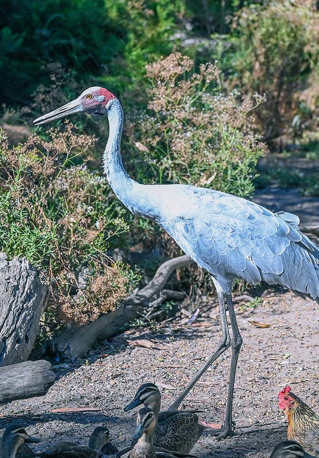 Brolga resized