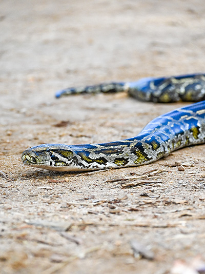 Burmese python resized