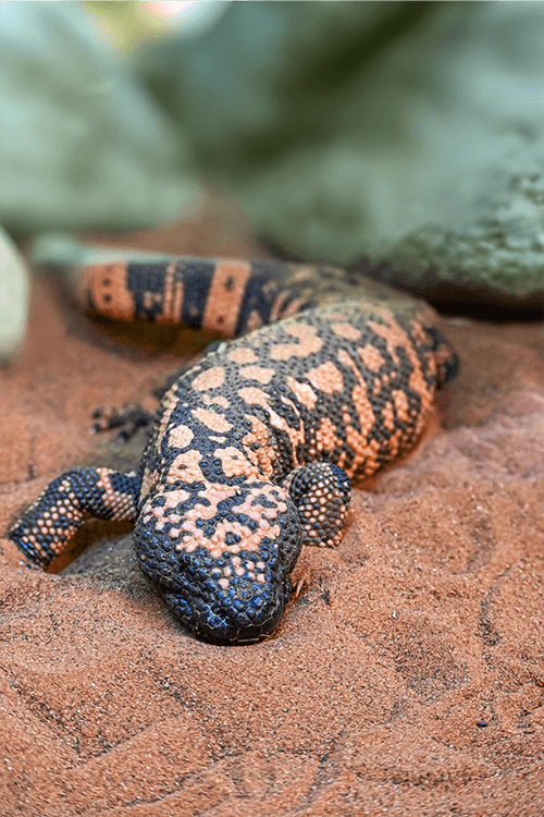 Gila monster resized