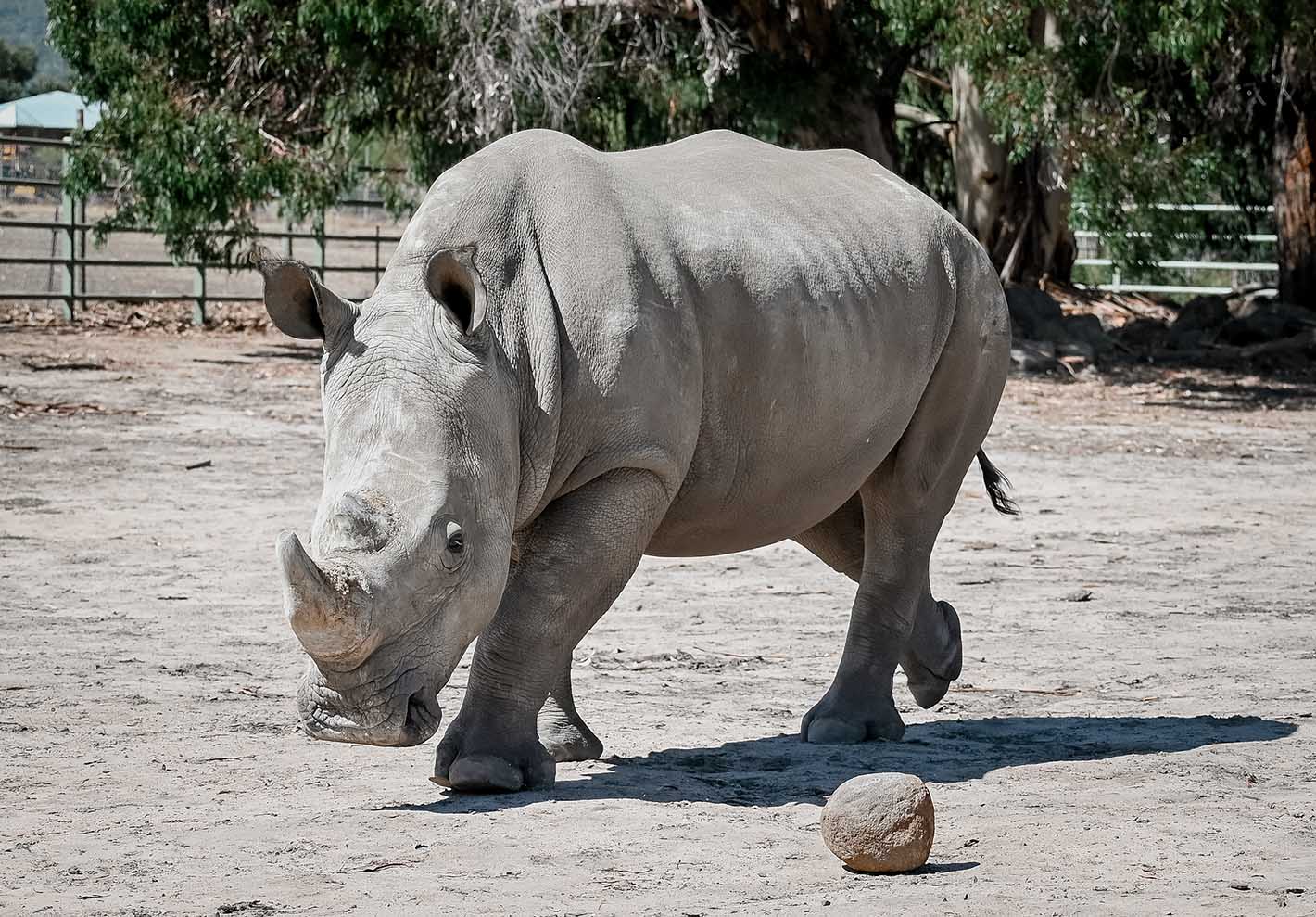 southern white rhino at halls gap zoo