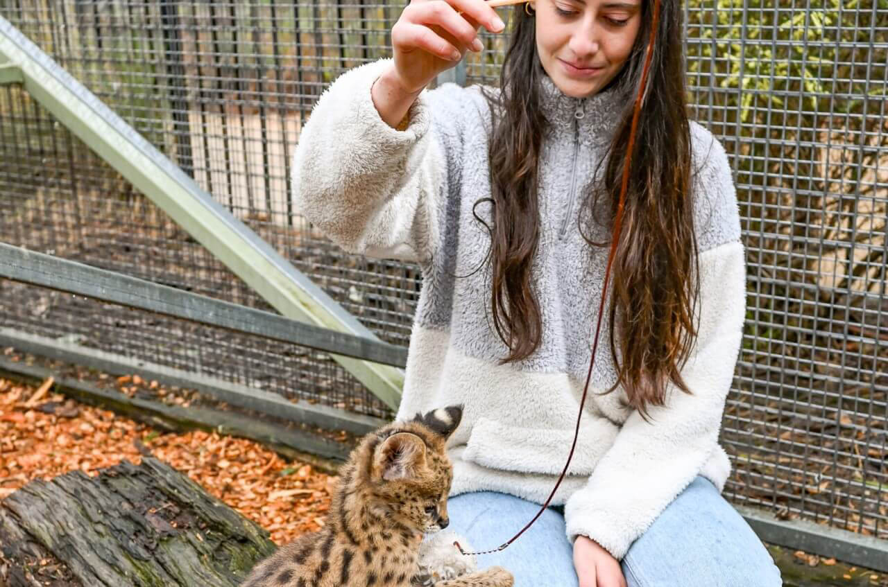 serval-encounter-images