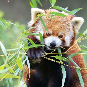 Red Panda Encounters